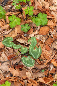 33-Cyclamen-repandum-en-heelkruid