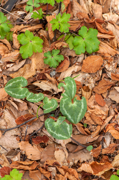 33-Cyclamen-repandum-en-heelkruid