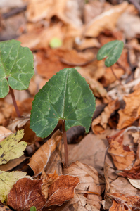 33-Cyclamen-repandum