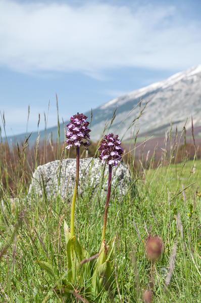 35-purperorchis
