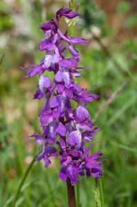 37-orchis-2