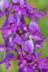 37-orchis-3