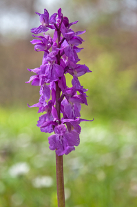 37-orchis-4