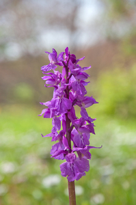 37-orchis-5