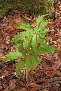 39-Cardamine-heptaphylla-2