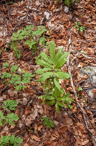 39-Cardamine-heptaphylla-3