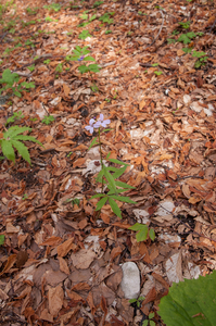 41-cardamine-bulbifera-bolletjeskers