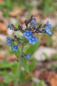 50-anchusa-arvensis-2