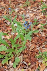 50-anchusa-arvensis