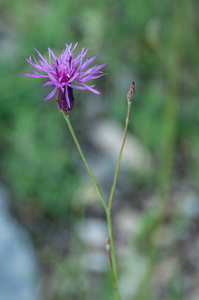 3-Crupina-crupinastrum