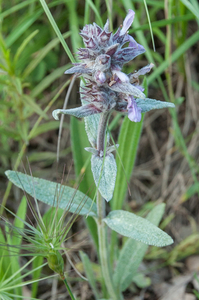 9-stachys-germanica-of-tymphaea