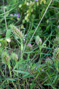 9-trifolium-angustifolium