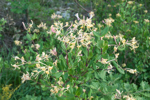 Lonicera-caprifolium-3