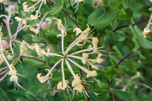 Lonicera-caprifolium