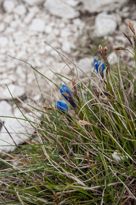 5-gentiana-carex