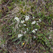 10-Androsace villosa 2
