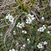 10-Androsace villosa