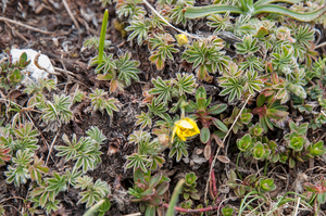 10-potentilla-spec-2