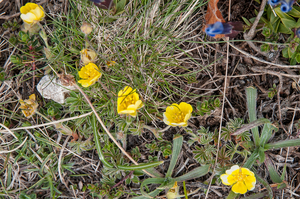 10-potentilla-spec