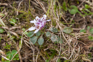 Thlaspi stylosum