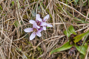 Thlaspi stylosum