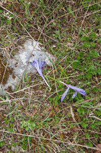 18-crocus-vernus