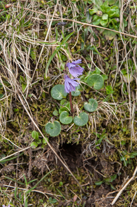 20-soldanella-minima