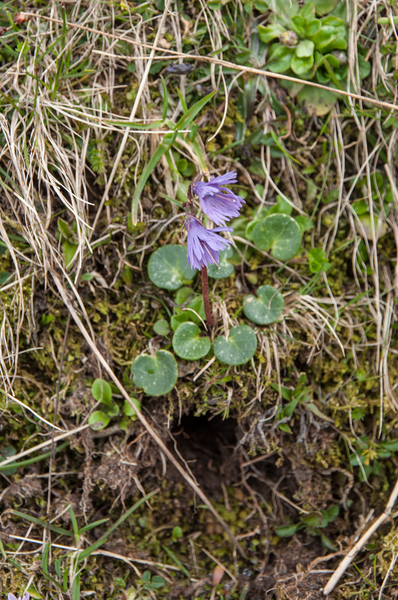 20-soldanella-minima