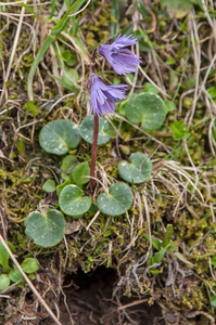 21-soldanella-alpina-2