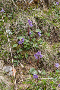21-soldanella-alpina-3