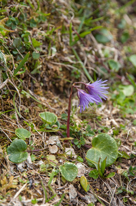 21-soldanella-alpina