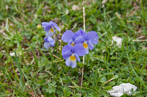 22-viola