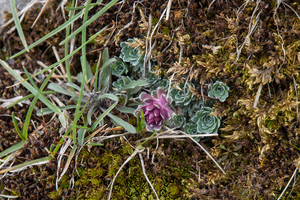 24-saxifraga-porophylla-2