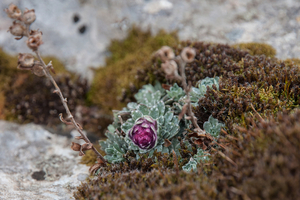 24-saxifraga-porophylla-3