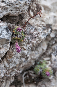 24-saxifraga-porophylla