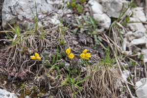 25-Draba-aizoides