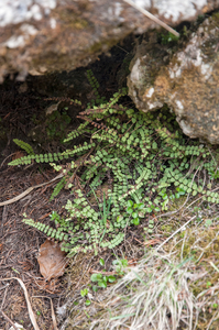 29-Asplenium-trichomanes