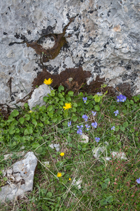 30-Doronicum-columnae