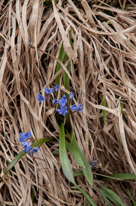 33-Scilla-bifolia-2