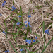 33-Scilla-bifolia-3