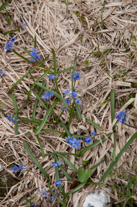 33-Scilla-bifolia-3