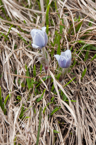 34-PULSATILLA-ALPINA-2