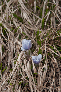 34-PULSATILLA-ALPINA