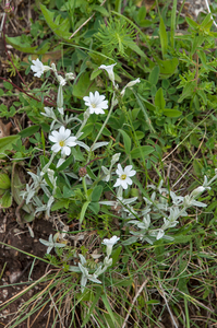 45-Cerastium-tomentosum