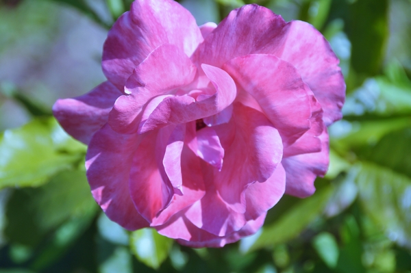 OUDE GLORIE .... NIKON D 90 .