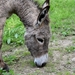 donkey-4206163_960_720