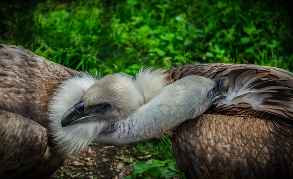 vulture-4192862_960_720