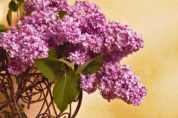 lilac-4173850_960_720