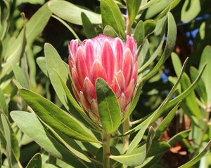 protea-4206722_960_720