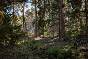 forest-4222652_960_720